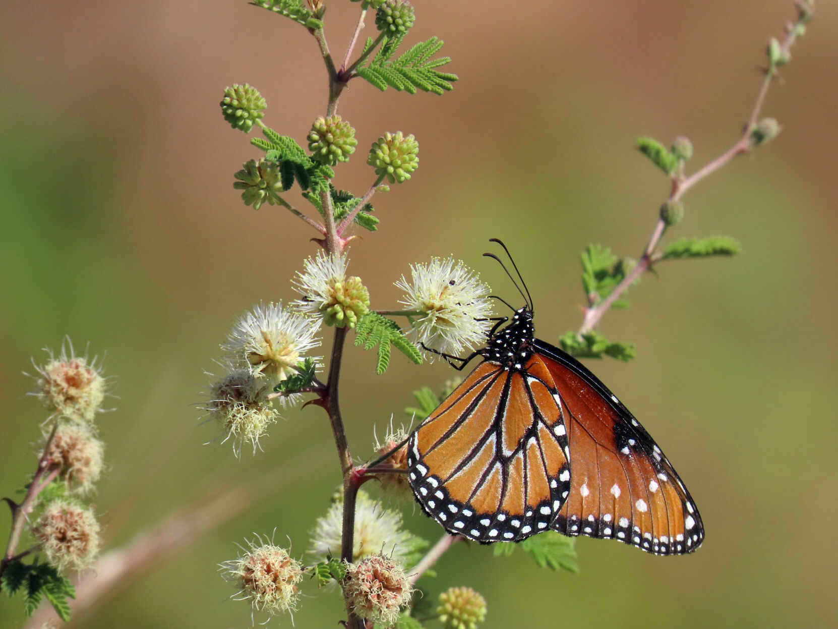 SpurCrossRanchConservationArea_QueenButterfly_May 29.jpg